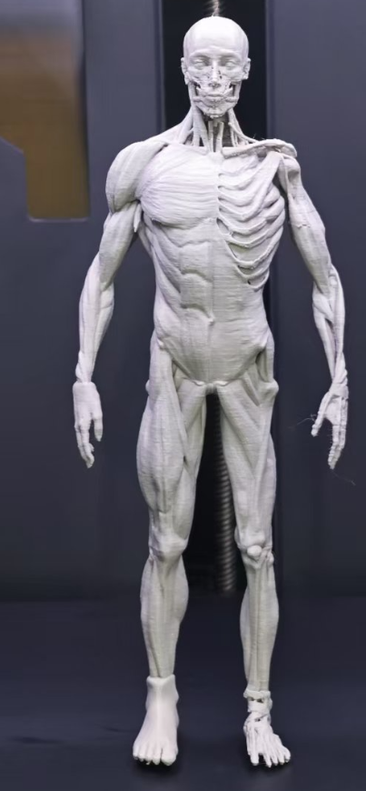 Modelos Anatómicos en 3D